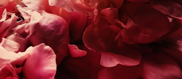 Piros bazsarózsa virág, mint elvont virágos háttér ünnep márka - Fotó, kép