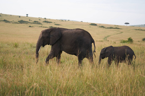 Éléphant bébé Amboseli Big Five Safari bébé éléphant de brousse africaine Loxodonta africana - Photo, image