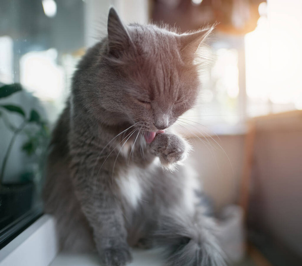 Серый домашний кот умывается на подоконнике
 - Фото, изображение