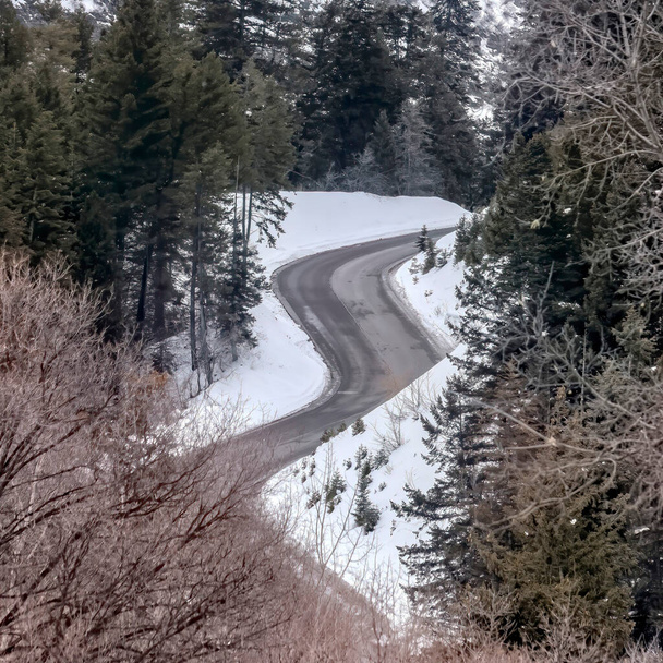 Marco cuadrado Escénica montaña con sinuoso camino en medio de árboles perennes y sin hojas en invierno
 - Foto, Imagen