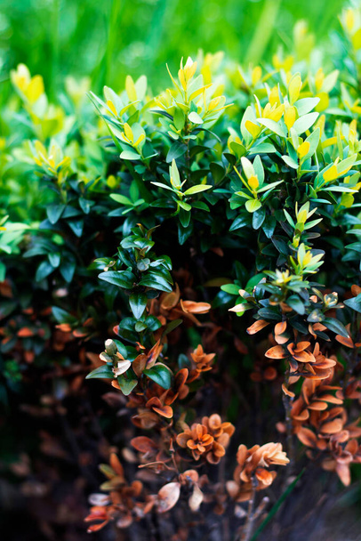 El arbusto con tres tipos y matices de follaje: marchito, floreciente y emergente. La foto vertical fue hecha para su diseño conceptual. - Foto, Imagen