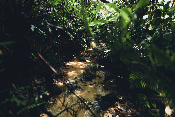 Primer plano de hojas verdes oscuras Helecho en el fondo del bosque asiático
 - Foto, imagen