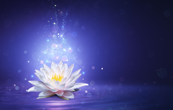  妖精の光と魔法の蓮の花-奇跡と謎の概念 - 写真・画像