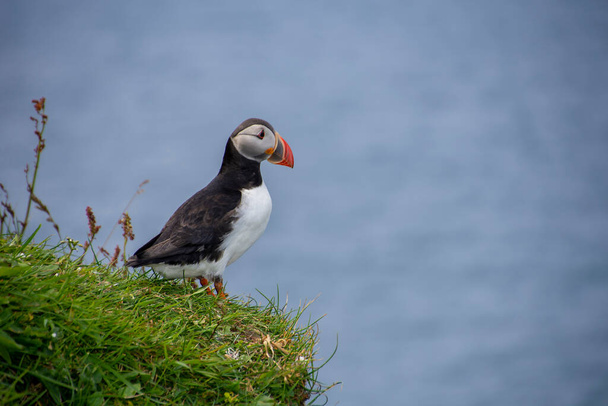 Atlantic puffin watching the sea on a sunny summer day on the island of Mykines - Photo, Image