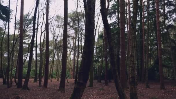 Un pacífico paneo a la izquierda de un denso bosque en el norte de Yorkshire en Inglaterra durante un día nublado de inviernos
 - Imágenes, Vídeo