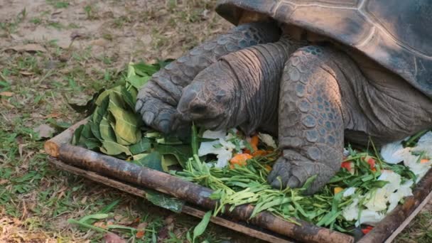 nagy teknős eszik zöldségek állatkert parkban - Felvétel, videó