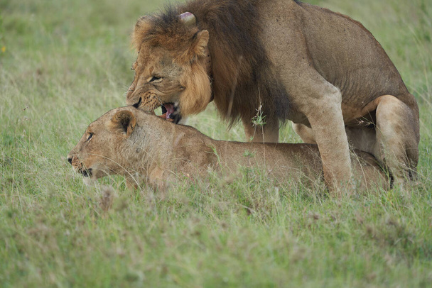 Löwe und Löwin Kenia Safari Savanne Paarung - Foto, Bild