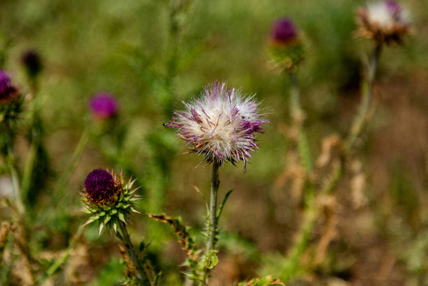 Dry milk thistle. Mediterranean rmilk thistle ready to pick. Silybum marianum. Dry yellow flower of a plant with spikes on a brown soil soft of focus in background - Photo, Image