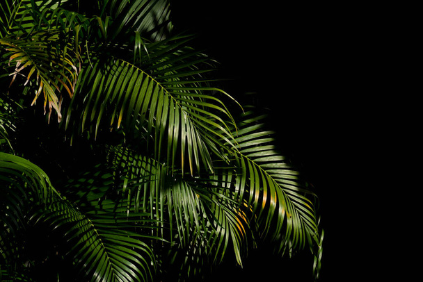 green palm leaf in the forest - Fotoğraf, Görsel