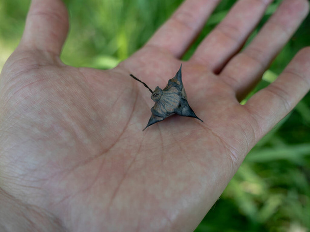 Water caltrop - a genus of aquatic plants from the order Lythraceae - Photo, Image