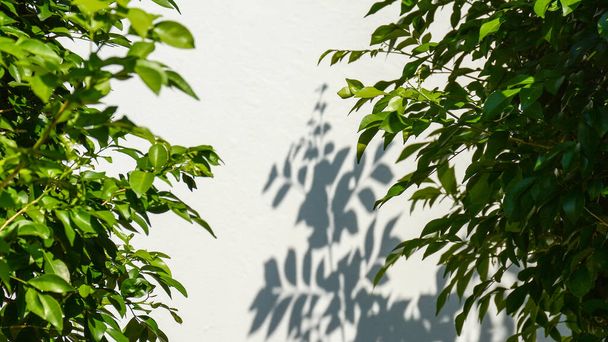 ветви и листья дерева с тенью на белой бетонной стене
 - Фото, изображение