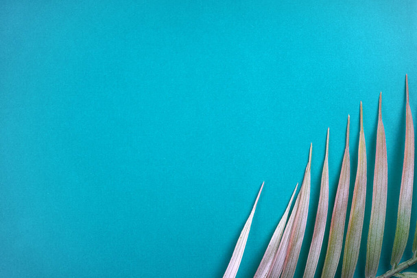 Decorative palm branch on turquoise background. Summer, tropical concept. Top view, copy space, flat lay - Foto, immagini