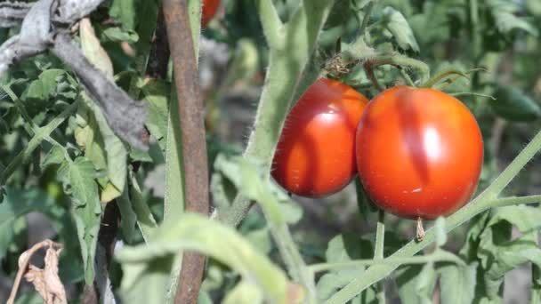 Bouquet de tomates cerises sur le lit dans le jardin par une journée ensoleillée - Séquence, vidéo