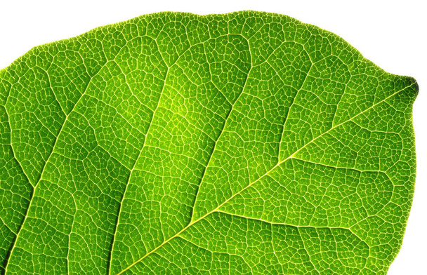 Abstract green leaf texture on black background. - Zdjęcie, obraz