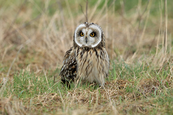 short-eared owl (Asio flammeus) Cuxhaven Germany - Fotografie, Obrázek