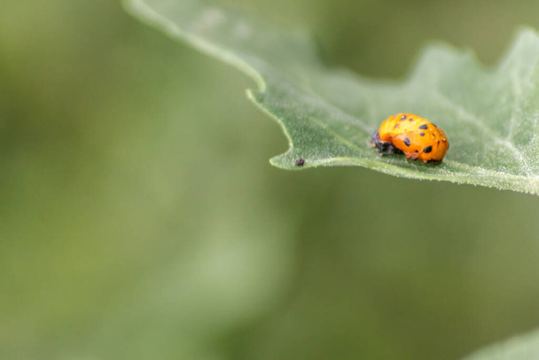 New born ladybug eclosing on a green leaf as switch from larva to ladybug beetle with black dots on its red wings show the new born lucky talisman, harmony and natural pest control in agriculture - Photo, Image
