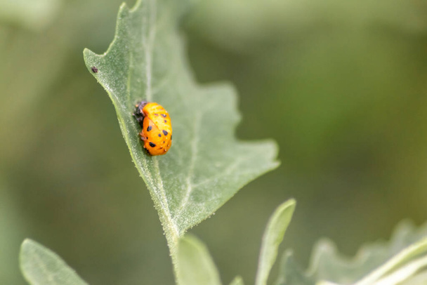 New born ladybug eclosing on a green leaf as switch from larva to ladybug beetle with black dots on its red wings show the new born lucky talisman, harmony and natural pest control in agriculture - Photo, Image