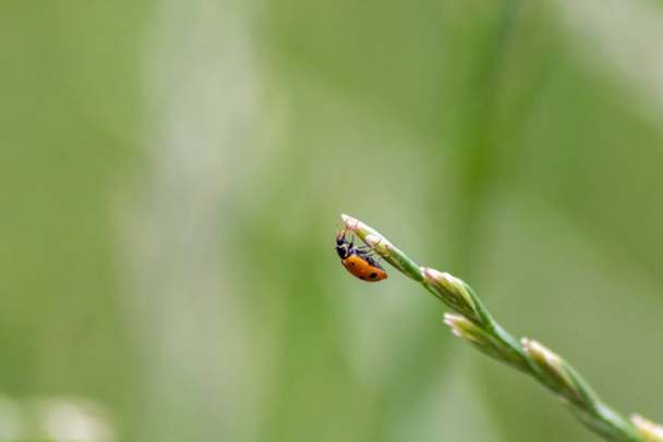 Cute little biedronka z czerwonymi skrzydłami i czarne kropkowane polowanie na kury roślin jako biologicznej zwalczania szkodników i naturalnych insektycydów dla rolnictwa ekologicznego z naturalnych wrogów zmniejsza rolnicze pestycydy - Zdjęcie, obraz
