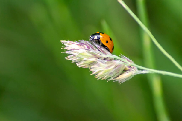 Kırmızı kanatlı şirin küçük uğur böceği ve siyah noktalı bitkileri biyolojik böcek kontrolü ve doğal düşmanları olan organik tarım için doğal böcek ilacı olarak avlamak tarım ilaçlarını azaltır. - Fotoğraf, Görsel