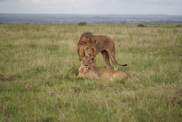 Leijona ja leijona Kenia Safari Savanna parittelu - Valokuva, kuva