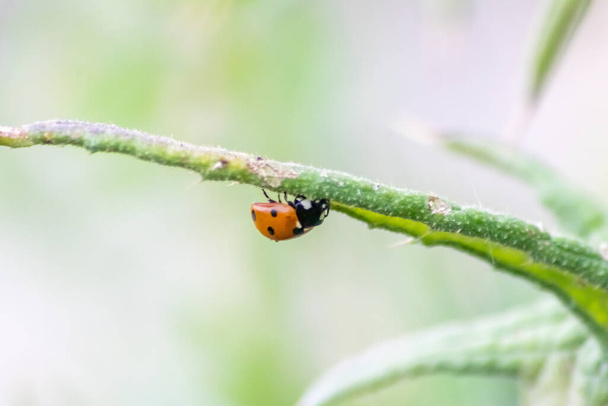 Kırmızı kanatlı şirin küçük uğur böceği ve siyah noktalı bitkileri biyolojik böcek kontrolü ve doğal düşmanları olan organik tarım için doğal böcek ilacı olarak avlamak tarım ilaçlarını azaltır. - Fotoğraf, Görsel