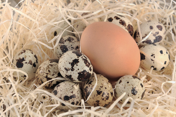 Великі і маленькі яйця
 - Фото, зображення