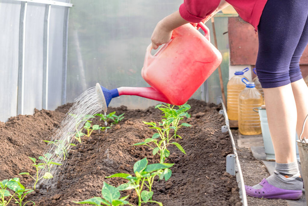 use a pink watering can to water pepper sprouts in the greenhouse - Photo, image