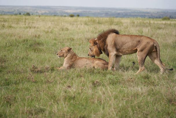 Lev a lvice Keňa Safari Savanna krytí - Fotografie, Obrázek