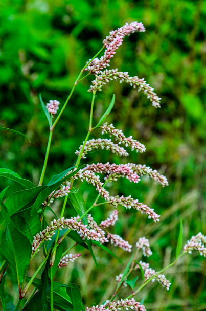 The medicinal plant Polygonum hydropiper blooms in the garden. - Photo, Image