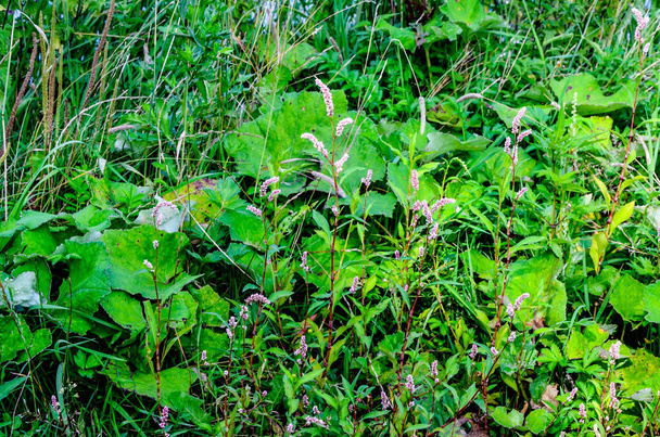 Die Heilpflanze Polygonum hydropiper blüht im Garten. - Foto, Bild
