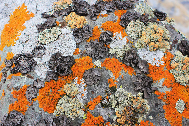 Musgo no fundo da rocha, rocha com textura de musgo
 - Foto, Imagem
