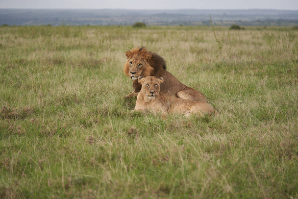 Лион и львица Кения Safari Savanna Mating
 - Фото, изображение