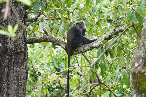Μπλε μαϊμού πέθανε πίθηκος Cercopithecus mitis Πορτραίτο είδη του παλιού κόσμου monke - Φωτογραφία, εικόνα
