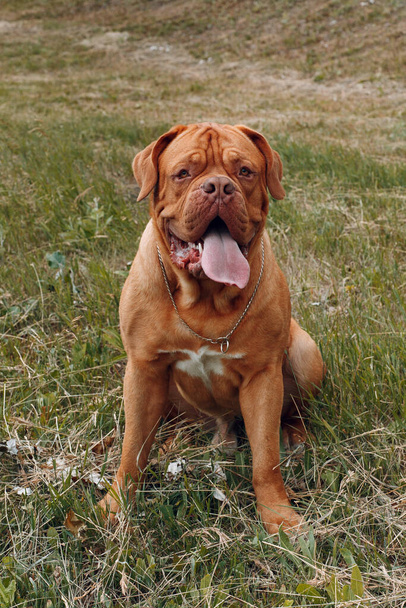Retrato Dogue de Bordeaux. Mastiff perro mascota. - Foto, imagen