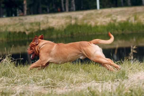 Retrato de Dogue de Bordeaux. Mastiff perro mascota
. - Foto, imagen