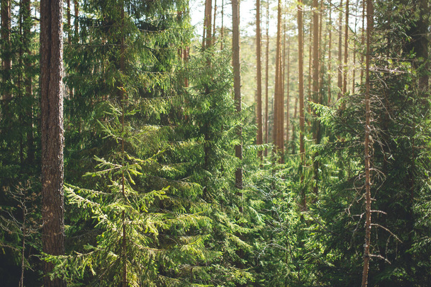 Sunny summer day in the forest with green pine trees and spruse in sunlight - Fotoğraf, Görsel