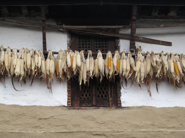 Corn on the cob drying under the roof - Photo, Image