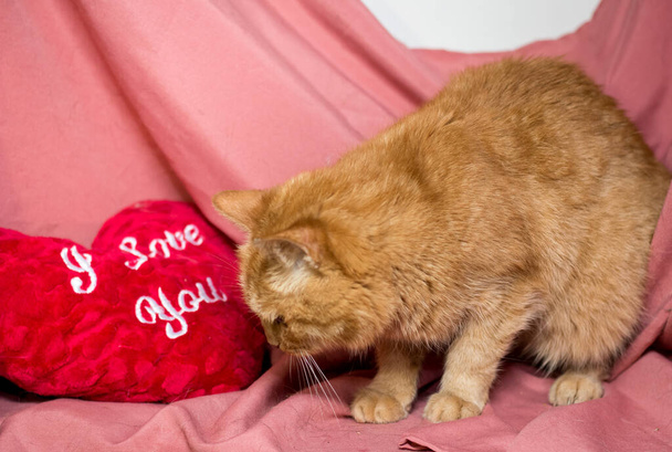 Czerwony kot na różowym tle. Koty po klinice weterynaryjnej - Zdjęcie, obraz