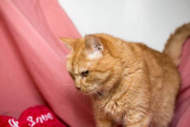 ピンクの背景に赤い猫。獣医院の後の猫 - 写真・画像