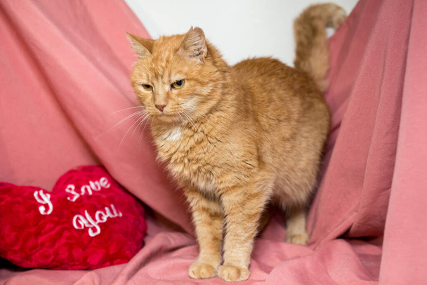 Красная кошка на розовом фоне. Кошки после ветеринарной клиники
 - Фото, изображение