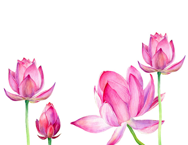 Χειροποίητη ακουαρέλα εικονογράφηση Τρεις ροζ Lotus - Φωτογραφία, εικόνα