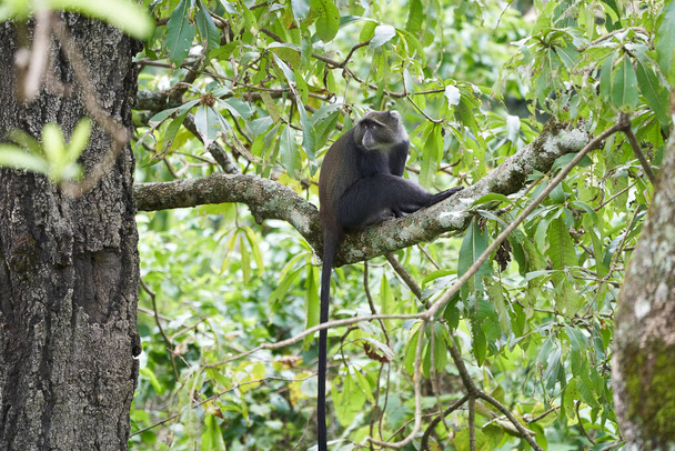 Mono azul mono diademed Cercopithecus mitis Retrato Especies de mono del Viejo Mundo
 - Foto, Imagen