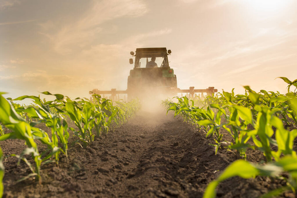 Широкий угол трактора с вспашкой оборудования на кукурузном поле в весеннее время
 - Фото, изображение