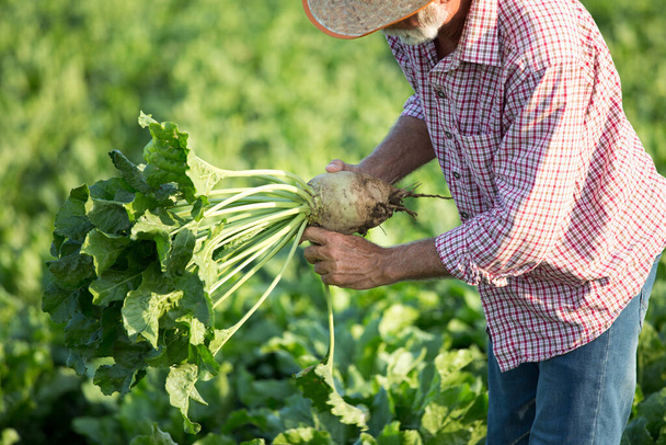 Starszy rolnik sprawdzający buraki cukrowe na polu pod kątem zbiorów w okresie letnim - Zdjęcie, obraz