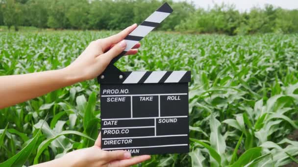 Közelről nő tartsa a kezét fa rendező fekete film készítés clapperboard egy kukoricaföldön. Operatőri gyártási koncepció. Mezőgazdasági táj. - Felvétel, videó