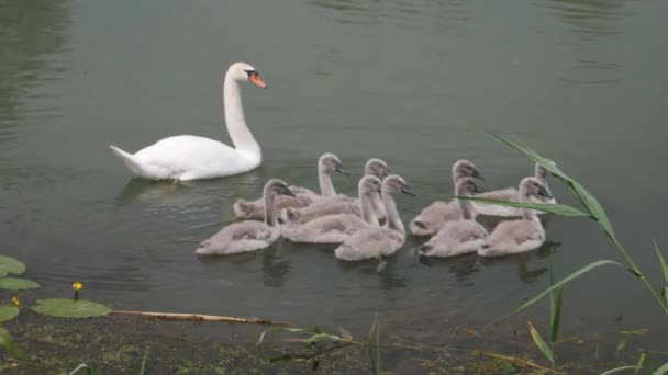 Zwanenfamilie. Moeder zwaan en negen nakomelingen zwanen. Vogels die op het water drijven.  - Video