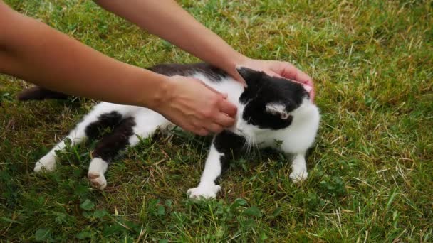 Τα χέρια μιας καυκάσιας γυναίκας χαϊδεύουν μια ασπρόμαυρη γάτα ξαπλωμένη στο γρασίδι. - Πλάνα, βίντεο