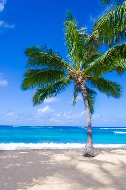 kokosová palma na písečné pláži na Havaji, kauai - Fotografie, Obrázek