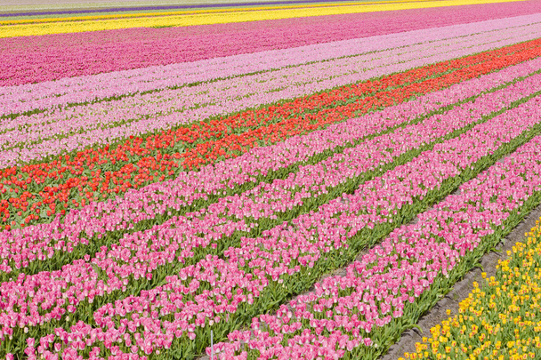 Campo de tulipán
 - Foto, imagen