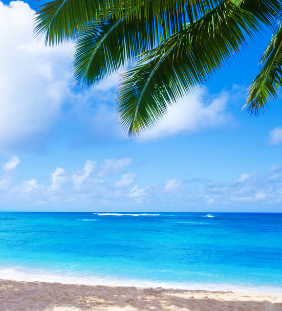 Coconut Palm tree on the sandy beach in Hawaii, Kauai - Photo, Image